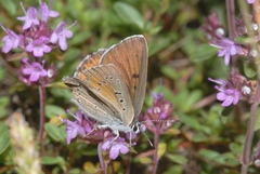 Lycaena hippothoe