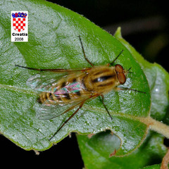 Thereva aurata