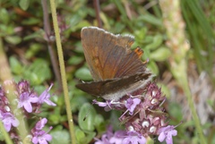 Lycaena hippothoe