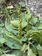 Plantago