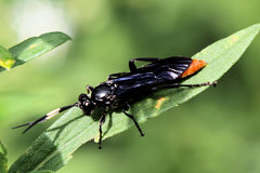 Protichneumon grandis