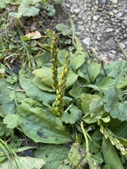 Plantago