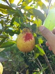 Psidium guajava