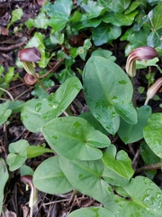 Arisarum simorrhinum