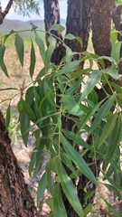 Bolusanthus speciosus
