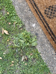Plantago