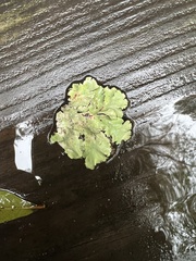 Flavoparmelia caperata