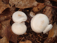 Tricholoma album