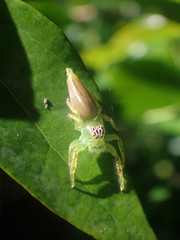 Mopsus mormon