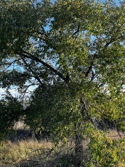 Populus angustifolia