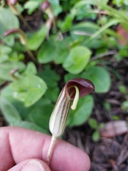 Arisarum simorrhinum