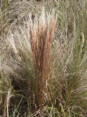 Schizachyrium