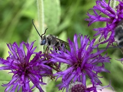 Melissodes denticulatus
