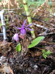 Calypso bulbosa occidentalis