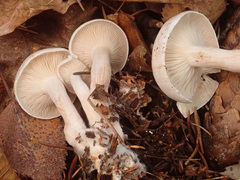 Tricholoma album