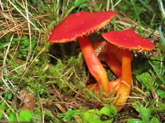 Hygrocybe splendidissima