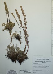 Artemisia borealis