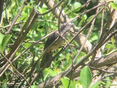 Saltator coerulescens