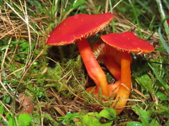 Hygrocybe splendidissima