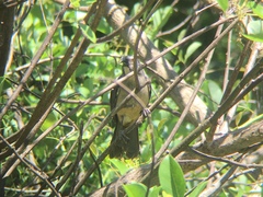 Saltator coerulescens