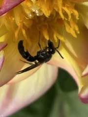 Lasioglossum fuscipenne