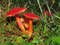 Hygrocybe splendidissima