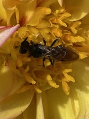 Lasioglossum fuscipenne