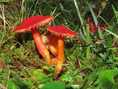 Hygrocybe splendidissima