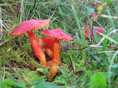 Hygrocybe splendidissima