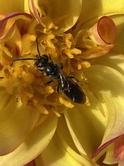 Lasioglossum fuscipenne