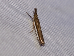 Crambus quinquareatus