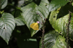 Phoebis neocypris
