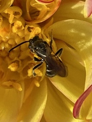 Lasioglossum fuscipenne