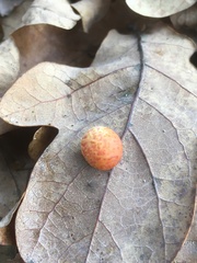 Cynips quercusfolii