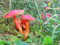 Hygrocybe splendidissima