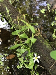 Sabatia calycina