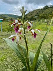 Phaius
