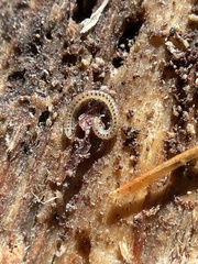 Blaniulinae