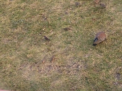Columba guinea phaeonota
