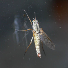 Cliorismia ardea