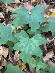 Hydrophyllum canadense