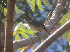 Saltator coerulescens