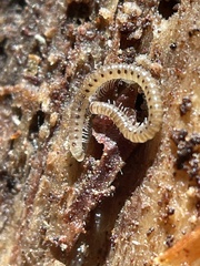 Blaniulinae