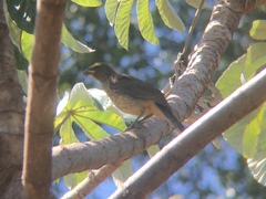 Saltator coerulescens