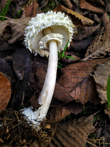 Leucocoprinus nympharum
