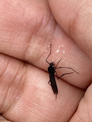 Penthetria heteroptera