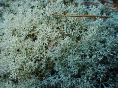 Cladonia uncialis