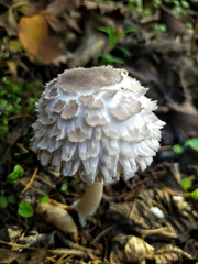 Rhacodium