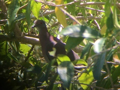 Patagioenas cayennensis