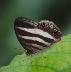 Pareuptychia hesionides